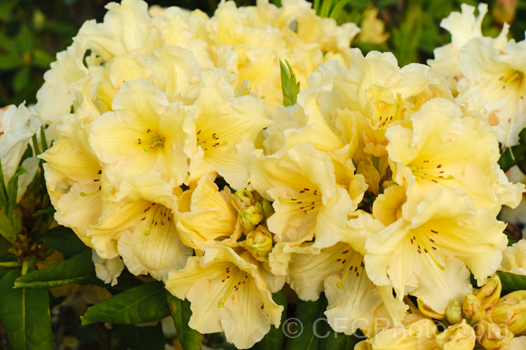 Rhododendron 'Top. Banana' ('Hotei' x unknown</i>). A compact hybrid raised by the American breeder. Whitney but registered by Sather in 1985. Very hardy for a yellow-flowered rhododendron
