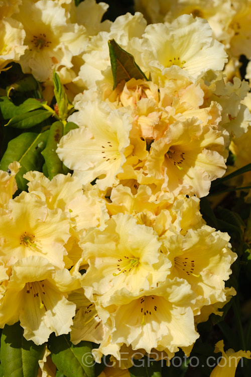 Rhododendron 'Top. Banana' ('Hotei' x unknown</i>). A compact hybrid raised by the American breeder. Whitney but registered by Sather in 1985. Very hardy for a yellow-flowered rhododendron