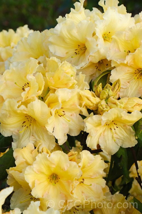 Rhododendron 'Top. Banana' ('Hotei' x unknown</i>). A compact hybrid raised by the American breeder. Whitney but registered by Sather in 1985. Very hardy for a yellow-flowered rhododendron