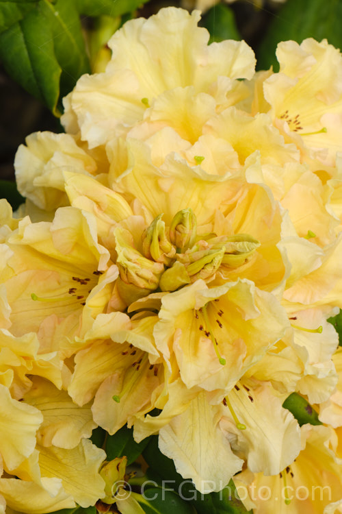Rhododendron 'Top. Banana' ('Hotei' x unknown</i>). A compact hybrid raised by the American breeder. Whitney but registered by Sather in 1985. Very hardy for a yellow-flowered rhododendron