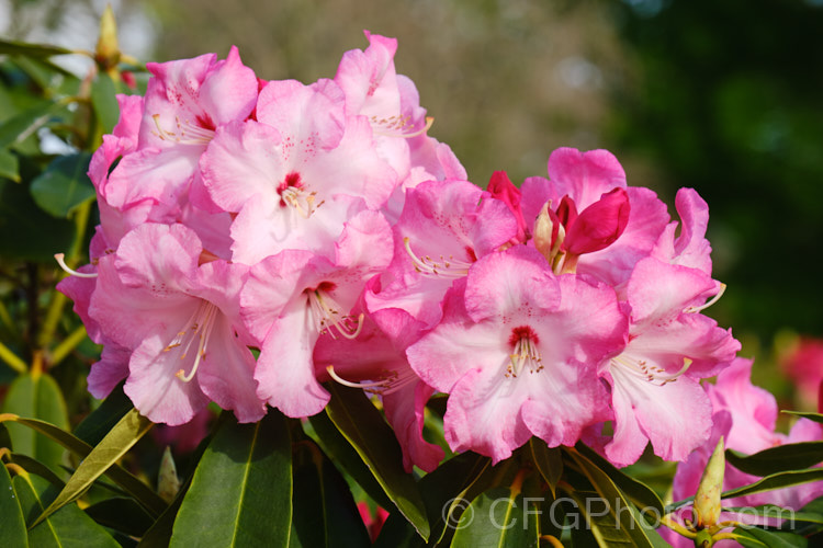 Rhododendron 'Lem's Monarch' ('Anna' x 'Marinus. Koster'), this medium to large bush was raised by Lem of the United States and blooms prolifically, with lush foliage and huge trusses of large, beautifully marked flowers