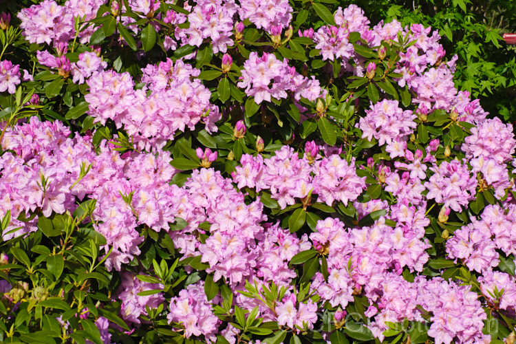 An unnamed hybrid of Rhododendron catawbiense