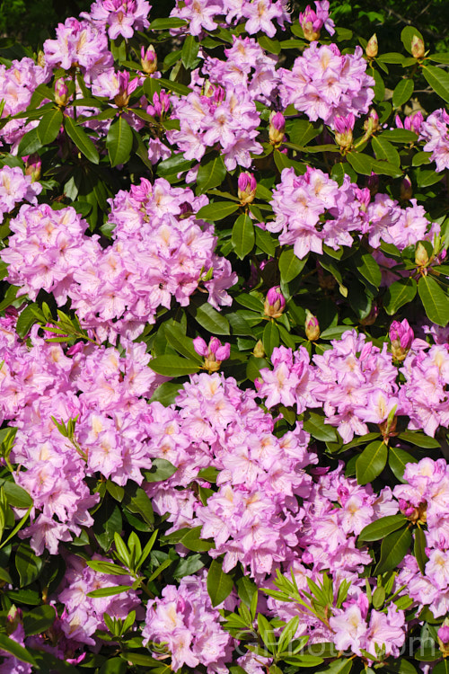 An unnamed hybrid of Rhododendron catawbiense