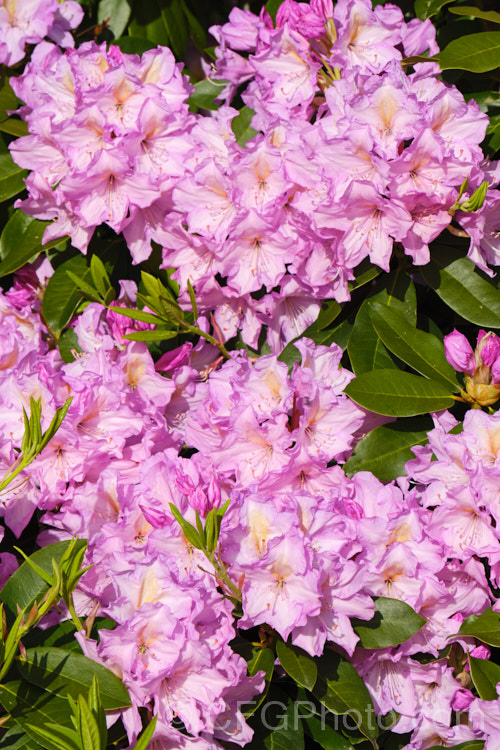 An unnamed hybrid of Rhododendron catawbiense