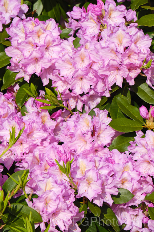 An unnamed hybrid of Rhododendron catawbiense