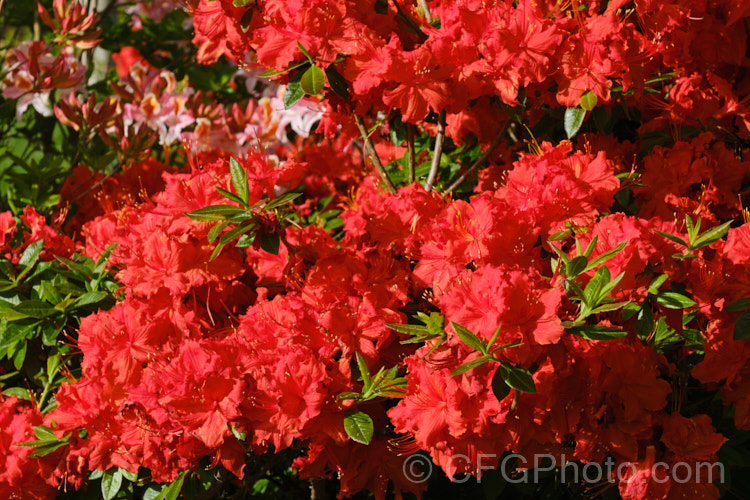 Rhododendron (deciduous azalea</i>) 'Dorothy Corston', a Knap. Hill azalea that was introduced in 1967. It grows to around 3m high x 4m wide