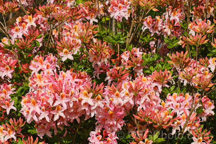 Rhododendron occidentale 'Magnifica', a cultivar of a fragrant-flowered, spring-blooming deciduous azalea species native to the western coast of the United States