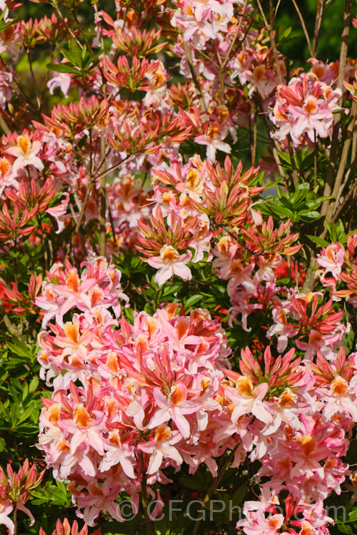 Rhododendron occidentale 'Magnifica', a cultivar of a fragrant-flowered, spring-blooming deciduous azalea species native to the western coast of the United States