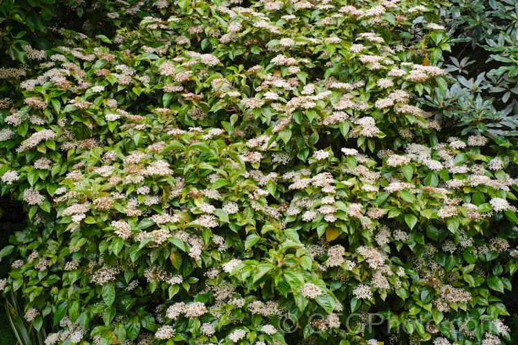 Viburnum japonicum, a spring-flowering evergreen, glossy-leaved viburnum native to Japan. It grows to around 18m high and the spring-borne white flowerheads are followed by ovoid red berries that often last well into winter. viburnum-2081htm'>Viburnum. <a href='adoxaceae-plant-family-photoshtml'>Adoxaceae</a>.