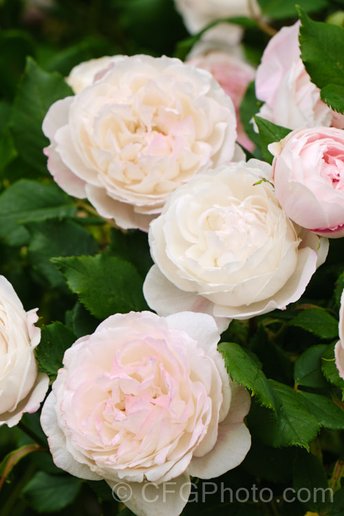 Rosa 'Mme Pierre. Oger', a fragrant. Bourbon shrub rose that is a sport of 'La Reine. Victoria'. It was raised by Verdier and introduced in 1878. Order: Rosales, Family: Rosaceae