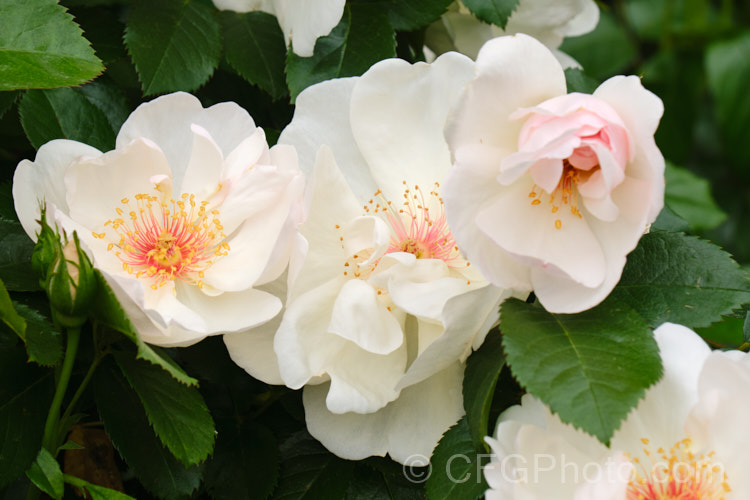 Rosa 'Jacqueline du Pré' ('Radox. Bouquet' x 'Maigold'), a Floribunda raised by Harkness of England in 1989. Order: Rosales, Family: Rosaceae