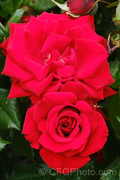 Rosa 'Crimson Bouquet' (parentage unknown</i>), a fragrant. Grandiflora rose raised by Kordes of Germany and introduced in 1999. The plant grows to around 15m tall and the flowers are up to 100mm across. Order: Rosales, Family: Rosaceae