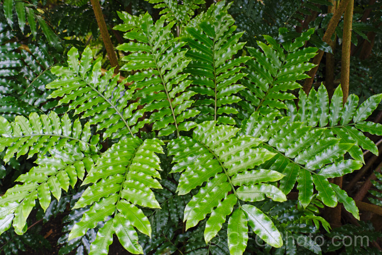 A new frond of King Fern, Para or Potato Fern (<i>Ptisana salicina [syn. Marattia salicina]), a huge rhizomatous fern from Australasia and tropical Asia with edible rhizomes and fronds up to 36m long. ptisana-3681htm'>Ptisana. <a href='marattiaceae-plant-family-photoshtml'>Marattiaceae</a>.
