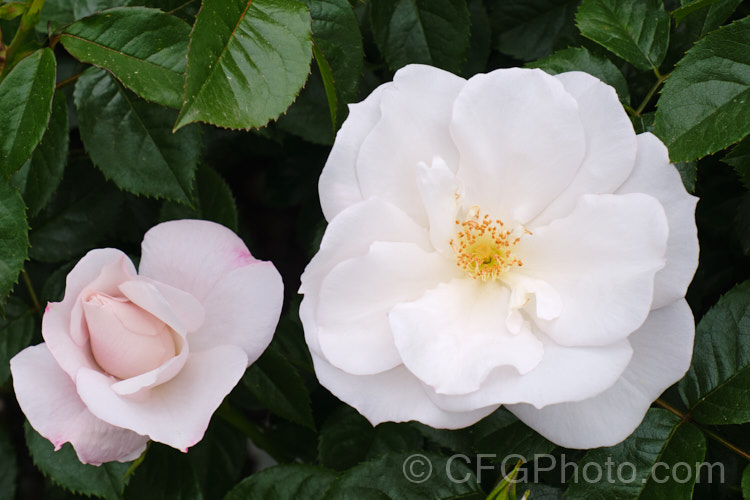 Rosa 'Pearl. Drift' ('Mermaid' x 'New Dawn'), a repeat flowering. Shrub rose raised by Le. Grice of England in 1980. Order: Rosales, Family: Rosaceae