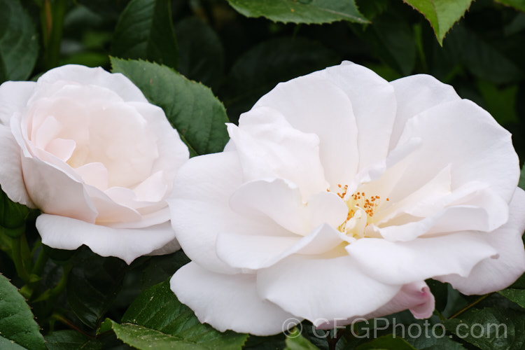 Rosa 'Pearl. Drift' ('Mermaid' x 'New Dawn'), a repeat flowering. Shrub rose raised by Le. Grice of England in 1980. Order: Rosales, Family: Rosaceae