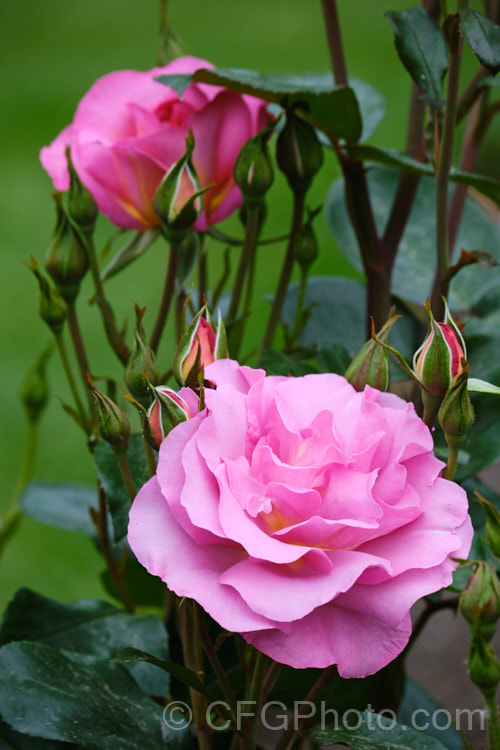 Rosa 'Pacific. Glory', a cluster-flowered (<i>Floribunda</i>) bush raised by Somerfield of New Zealand before 2004 and first introduced in Australia 2010 as 'So. In. Love'. It is a compact bush that produces massed colours of blooms in a distinctive lavender-pink shade. Order: Rosales, Family: Rosaceae