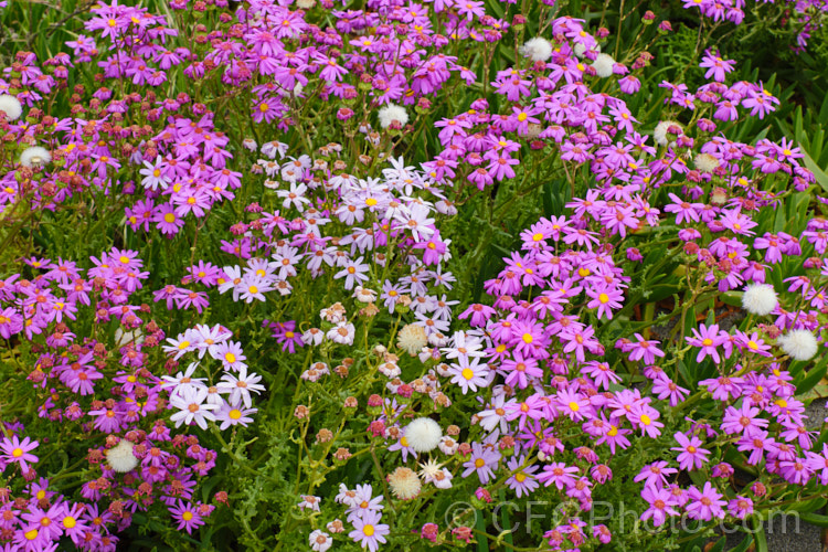 Two colour forms of Wild Cineraria, Purple Ragwort or Purple Groundsel (<i>Senecio elegans</i>), the common deep pink and the less often seen pale bluish-pink-flowered variety. This summer-flowering semi-succulent annual or short-lived perennial is up to 60cm high and wide. Originally native to southern Africa, it has now naturalised in many mild coastal areas around the world. senecio-3303htm'>Senecio.