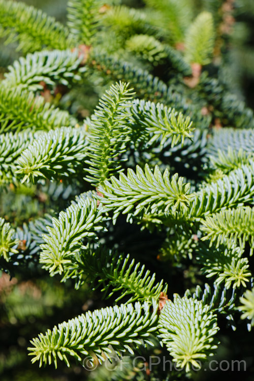 The new spring foliage of the Spanish Fir or Hedgehog Fir (<i>Abies pinsapo</i>), a 35m tall coniferous tree native to southern Spain and northern Morocco. In the southern part of its range, it occurs at elevations of up to 2100m. There are many cultivated forms. Order: Pinales, Family: Pinaceae