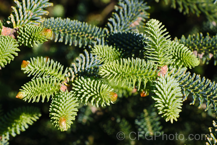 The new spring foliage of the Spanish Fir or Hedgehog Fir (<i>Abies pinsapo</i>), a 35m tall coniferous tree native to southern Spain and northern Morocco. In the southern part of its range, it occurs at elevations of up to 2100m. There are many cultivated forms. Order: Pinales, Family: Pinaceae
