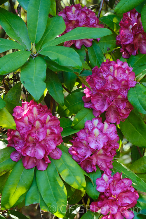 Rhododendron 'Bluebell', a 3m high and wide, late spring-flowering hybrid with distinctively pale centred deep magenta flowers. It is an old Waterer hybrid that dates from 1892
