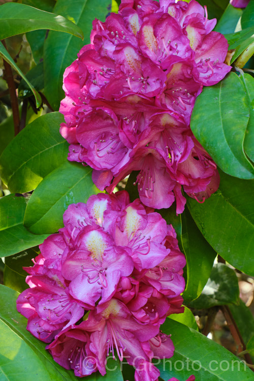 Rhododendron 'Bluebell', a 3m high and wide, late spring-flowering hybrid with distinctively pale centred deep magenta flowers. It is an old Waterer hybrid that dates from 1892