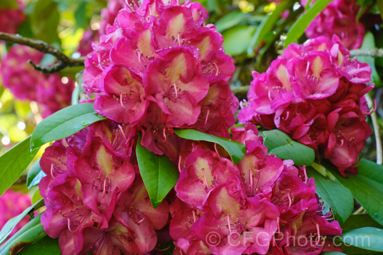 Rhododendron 'Bluebell', a 3m high and wide, late spring-flowering hybrid with distinctively pale centred deep magenta flowers. It is an old Waterer hybrid that dates from 1892
