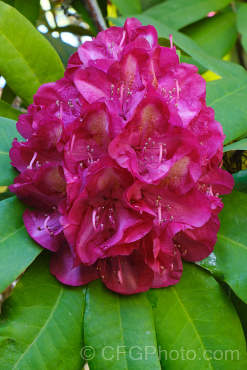 Rhododendron 'Bluebell', a 3m high and wide, late spring-flowering hybrid with distinctively pale centred deep magenta flowers. It is an old Waterer hybrid that dates from 1892