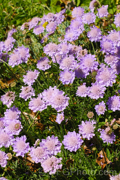 Scabiosa columbaria 'Butterfly. Blue' (aka 'Blue Butterfly'), cultivar of a summer-flowering biennial or short-lived perennial native to Europe, western Asia and North Africa 'Butterfly. Blue' has fine ferny foliage that forms a low mound with flower stems around 30-40cm tall, rarely to 70cm. scabiosa-2488htm'>Scabiosa. <a href='caprifoliaceae-plant-family-photoshtml'>Caprifoliaceae</a>.