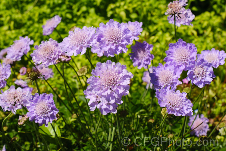 Scabiosa columbaria 'Butterfly. Blue' (aka 'Blue Butterfly'), cultivar of a summer-flowering biennial or short-lived perennial native to Europe, western Asia and North Africa 'Butterfly. Blue' has fine ferny foliage that forms a low mound with flower stems around 30-40cm tall, rarely to 70cm. scabiosa-2488htm'>Scabiosa. <a href='caprifoliaceae-plant-family-photoshtml'>Caprifoliaceae</a>.