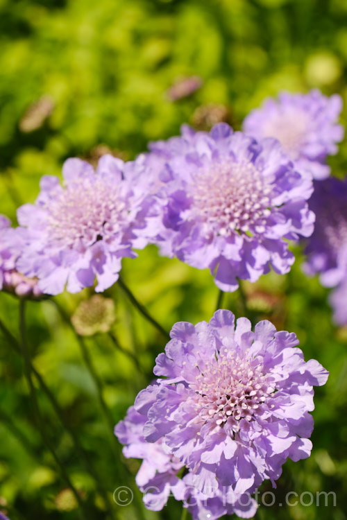 Scabiosa columbaria 'Butterfly. Blue' (aka 'Blue Butterfly'), cultivar of a summer-flowering biennial or short-lived perennial native to Europe, western Asia and North Africa 'Butterfly. Blue' has fine ferny foliage that forms a low mound with flower stems around 30-40cm tall, rarely to 70cm. scabiosa-2488htm'>Scabiosa. <a href='caprifoliaceae-plant-family-photoshtml'>Caprifoliaceae</a>.