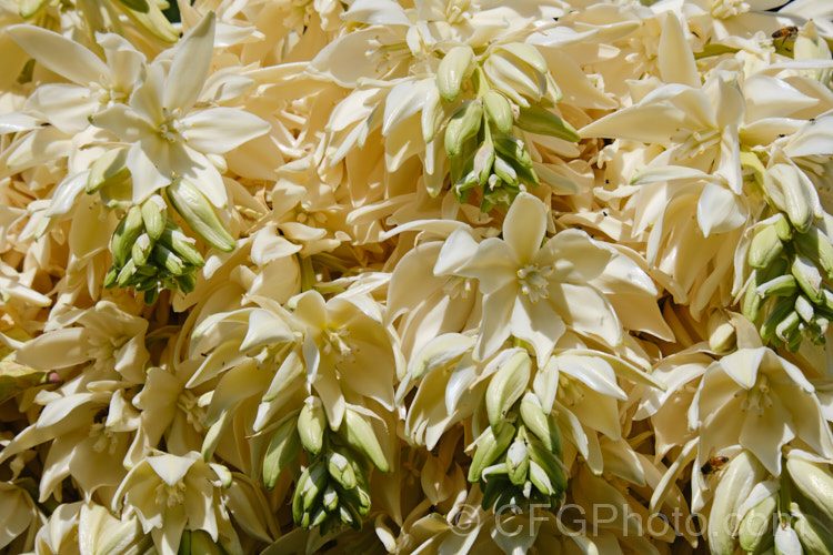 The flowers of Giant Spanish Dagger or Giant Dagger (<i>Yucca carnerosana</i>), a tree-like yucca native to northern Mexico and extending into Texas. Its leaves have filaments and it produces these huge heads of cream flowers in late spring to early summer.