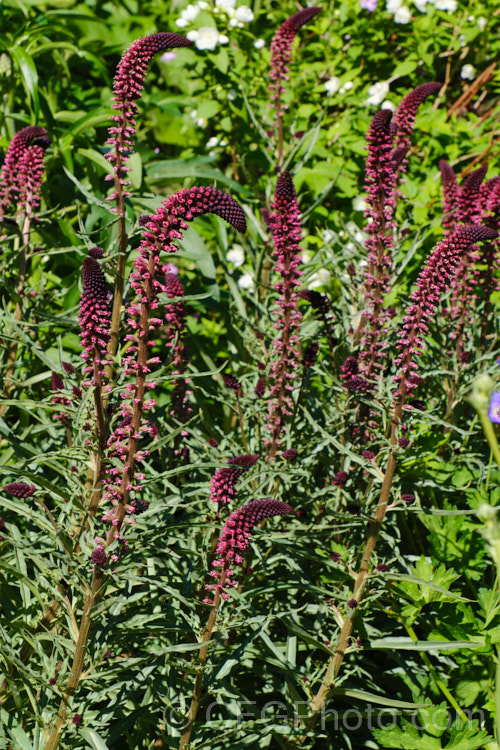 Purple Loosestrife or Crimson Loosestrife (<i>Lysimachia atropurpurea 'Beaujolais'), a late spring- to early summer-flowering herbaceous perennial with spikes of small purple-red flowers on stems to 50cm tall It is native to the Balkan region 'Beaujolais' is a popular cultivar but seems very like the species. lysimachia-3115htm'>Lysimachia.