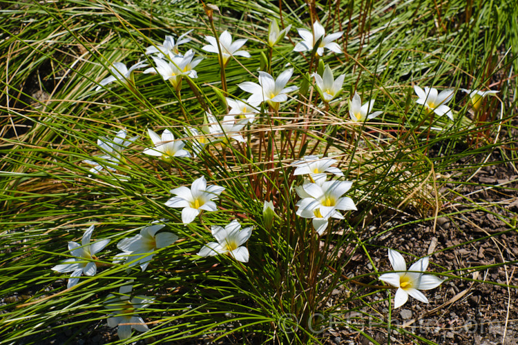 Romulea bulbocodium, a late spring- to early summer-flowering bulb native to the Mediterranean region. It prefers to grow in dry, stony areas and is a popular rockery plant. Order: Asparagales, Family: Iridaceae