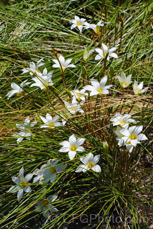 Romulea bulbocodium, a late spring- to early summer-flowering bulb native to the Mediterranean region. It prefers to grow in dry, stony areas and is a popular rockery plant. Order: Asparagales, Family: Iridaceae