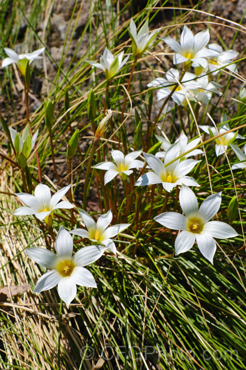 Romulea bulbocodium, a late spring- to early summer-flowering bulb native to the Mediterranean region. It prefers to grow in dry, stony areas and is a popular rockery plant. Order: Asparagales, Family: Iridaceae