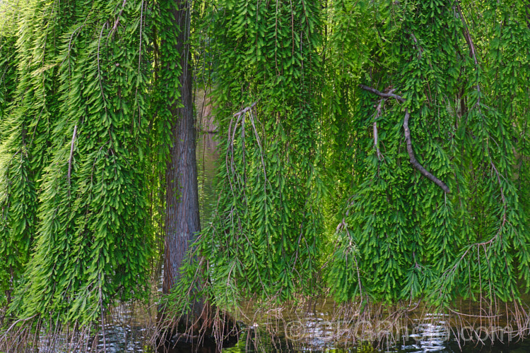 Weeping Swamp Cypress or Weeping Bald. Cypress (<i>Taxodium distichum 'Cascade. Falls'), a cultivar one of the few deciduous conifers. Capable of growing in shallow water, this species is native to the southeast United States 'Cascade. Falls' is grafted onto standard rootstock and will spread as a groundcover once the branches reach the ground. taxodium-2129htm'>Taxodium. Order: Pinales, Family: Cupressaceae