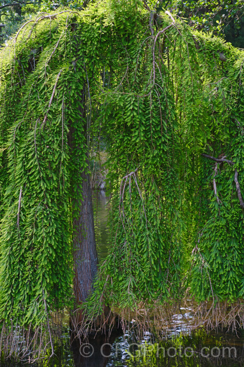 Weeping Swamp Cypress or Weeping Bald. Cypress (<i>Taxodium distichum 'Cascade. Falls'), a cultivar one of the few deciduous conifers. Capable of growing in shallow water, this species is native to the southeast United States 'Cascade. Falls' is grafted onto standard rootstock and will spread as a groundcover once the branches reach the ground. taxodium-2129htm'>Taxodium. Order: Pinales, Family: Cupressaceae