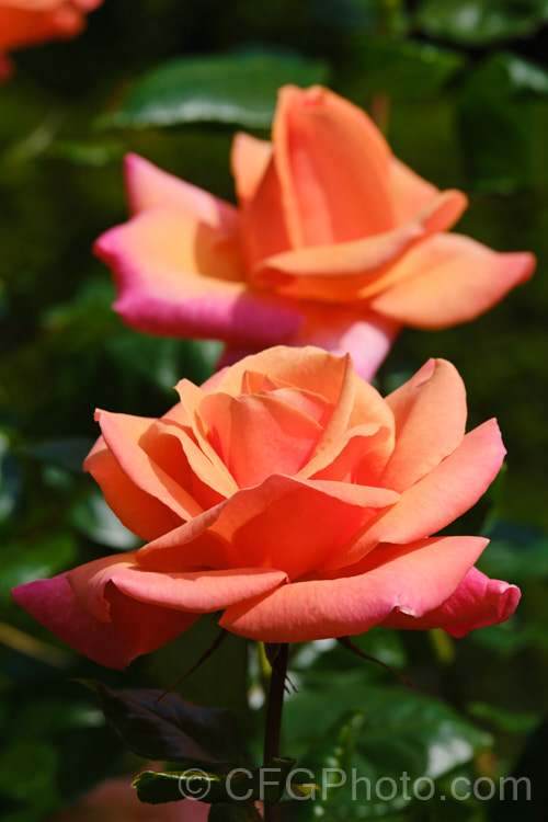 Rosa 'Fyvie. Castle' (syn 'Amberlight [('Sunblest' x 'Dr. AJ. Verhage') x 'Silver Jubilee']), a Large-flowered (<i>Hybrid Tea</i>) bush raised by Cocker of the Scotland in 1985. It has a vigorous upright habit and grows to around 15m tall Order: Rosales, Family: Rosaceae