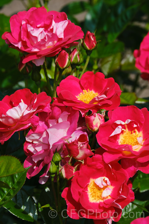 Rosa 'Starship', a compact. Cluster-flowered (<i>Floribunda</i>) shrub rose bred by Harkness of England before 2009. It was originally named 'Girlguiding. UK. Centenary. Rose' and should not be confused with the Dennis. Bridges miniature rose also called 'Starship'. Order: Rosales, Family: Rosaceae