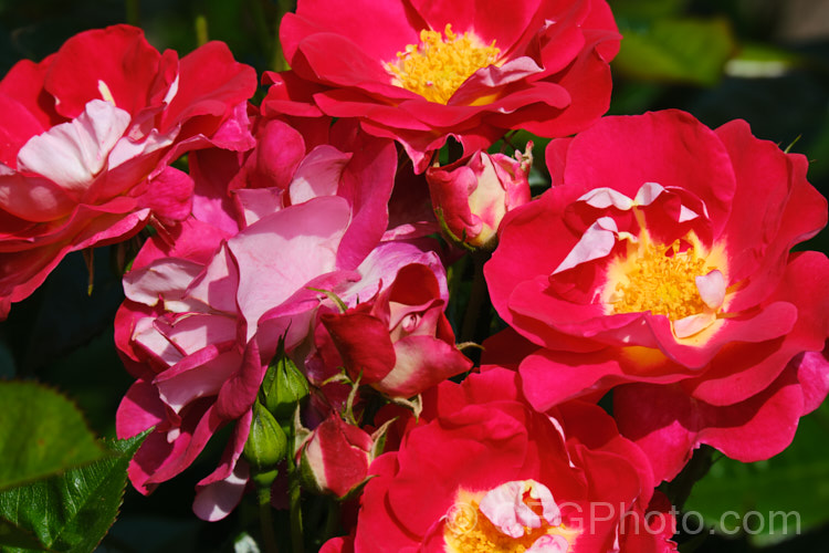 Rosa 'Starship', a compact. Cluster-flowered (<i>Floribunda</i>) shrub rose bred by Harkness of England before 2009. It was originally named 'Girlguiding. UK. Centenary. Rose' and should not be confused with the Dennis. Bridges miniature rose also called 'Starship'. Order: Rosales, Family: Rosaceae