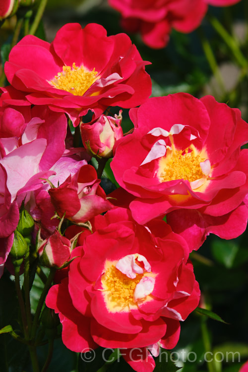 Rosa 'Starship', a compact. Cluster-flowered (<i>Floribunda</i>) shrub rose bred by Harkness of England before 2009. It was originally named 'Girlguiding. UK. Centenary. Rose' and should not be confused with the Dennis. Bridges miniature rose also called 'Starship'. Order: Rosales, Family: Rosaceae