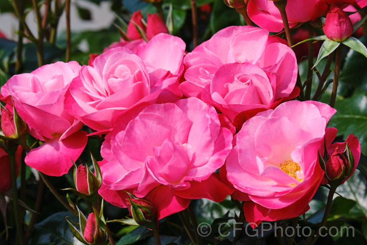 Rosa 'Looking Good', a cluster-flowered (<i>Floribunda</i>) bush raised by Somerfield of New Zealand and introduced in 2014. It is a compact, heavy-flowering bush that was 2015. Rose of the Year in New Zealand Order: Rosales, Family: Rosaceae