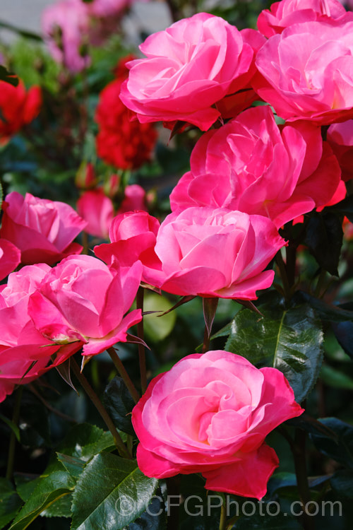 Rosa 'Looking Good', a cluster-flowered (<i>Floribunda</i>) bush raised by Somerfield of New Zealand and introduced in 2014. It is a compact, heavy-flowering bush that was 2015. Rose of the Year in New Zealand Order: Rosales, Family: Rosaceae