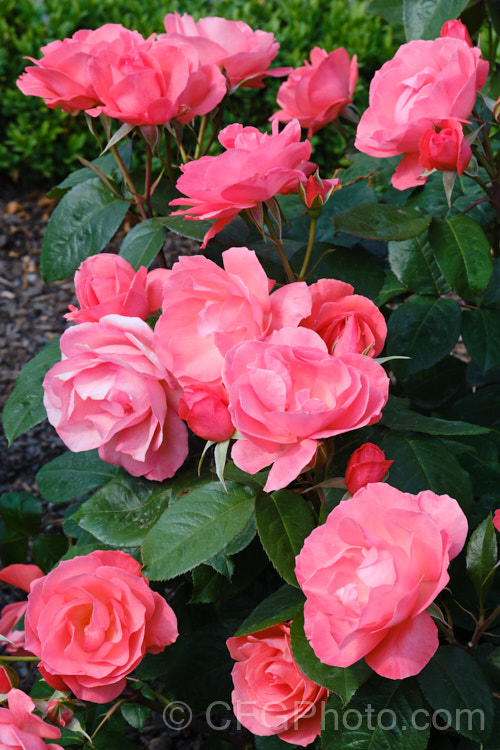 Rosa 'Little Miss Perfect', a cluster-flowered (<i>Floribunda</i>) bush raised by Somerfield of New Zealand before 2007 and introduced in 2014 . It is a compact bush that produces massed colours of blooms in a distinctive coral shade. Order: Rosales, Family: Rosaceae