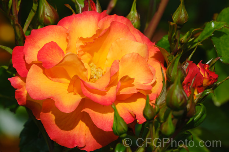 Rosa 'Wildcat', a 12m tall Floribunda with orange and gold flower reminiscent of 'Playboy'. Raised by Dickson of Northern Ireland around 2008. Order: Rosales, Family: Rosaceae