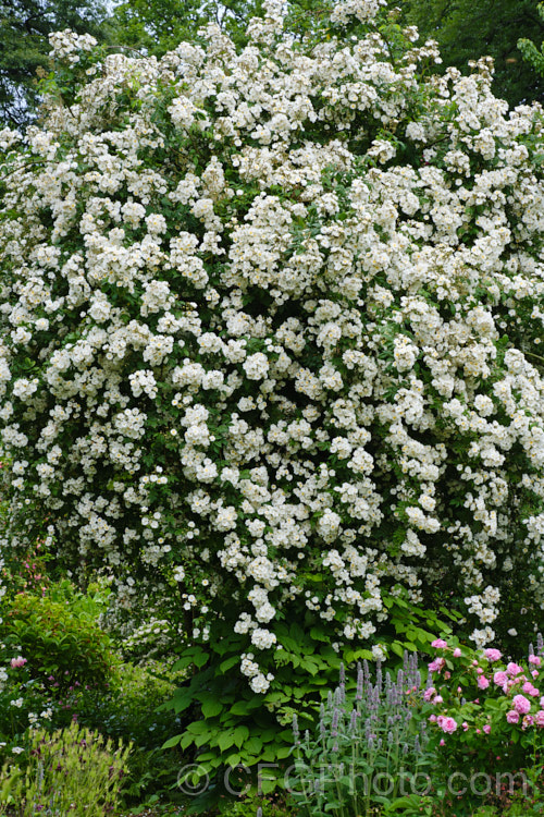 Rosa 'Albéric Barbier' (<i>Rosa luciae x 'Shirley Hibberd'), a very strong-growing, sporadically repeat flowering fragrant Rambler raised by Barbier of France in 1900. Order: Rosales, Family: Rosaceae
