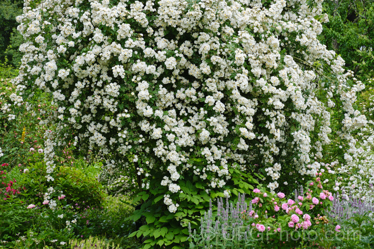 Rosa 'Albéric Barbier' (<i>Rosa luciae x 'Shirley Hibberd'), a very strong-growing, sporadically repeat flowering fragrant Rambler raised by Barbier of France in 1900. Order: Rosales, Family: Rosaceae