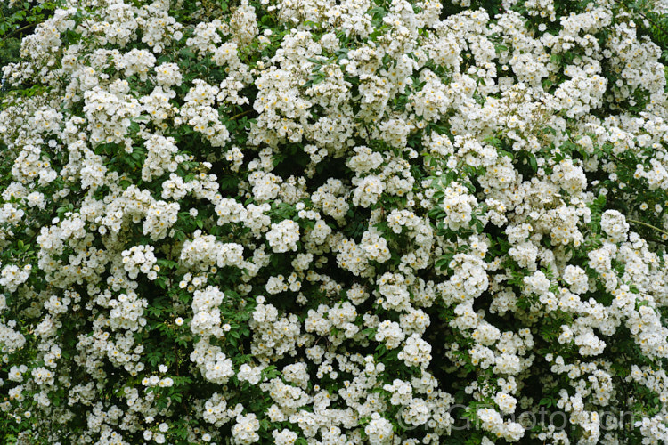 Rosa 'Albéric Barbier' (<i>Rosa luciae x 'Shirley Hibberd'), a very strong-growing, sporadically repeat flowering fragrant. Rambler raised by Barbier of France in 1900. Order: Rosales, Family: Rosaceae