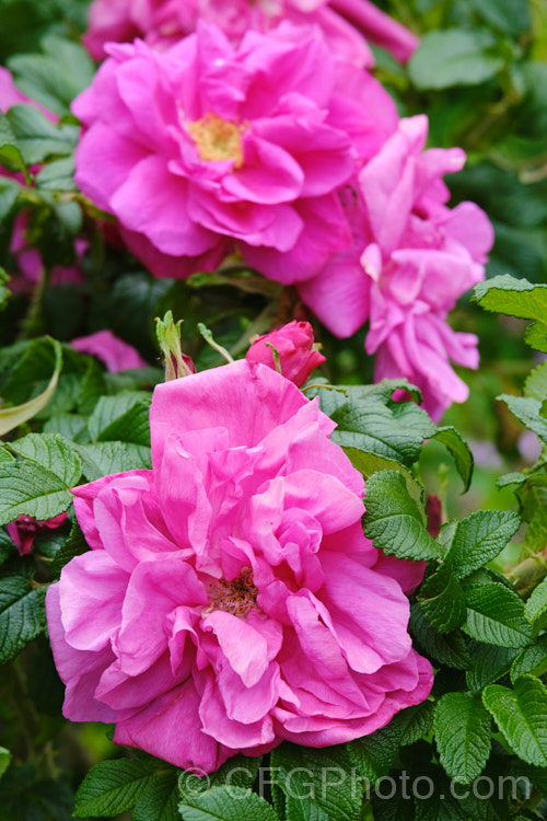 Rosa 'Moje Hammarberg', a hybrid Rugosa rose raised by Hammarberg of Denmark and introduced in 1931. It grows to around 15m tall, has a good fragrance and blooms in bursts through the warmer months. Order: Rosales, Family: Rosaceae