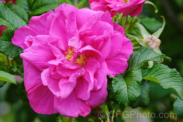 Rosa 'Moje Hammarberg', a hybrid Rugosa rose raised by Hammarberg of Denmark and introduced in 1931. It grows to around 15m tall, has a good fragrance and blooms in bursts through the warmer months. Order: Rosales, Family: Rosaceae